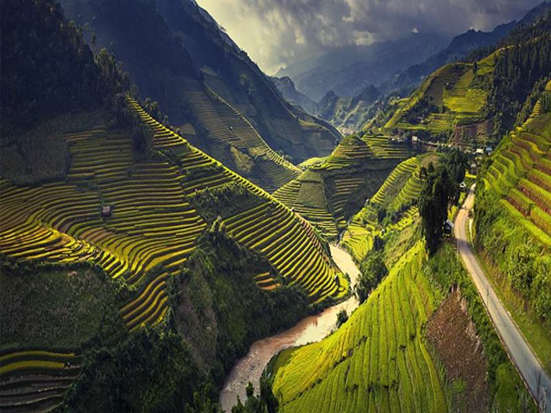 cây cô đơn Yen Minh