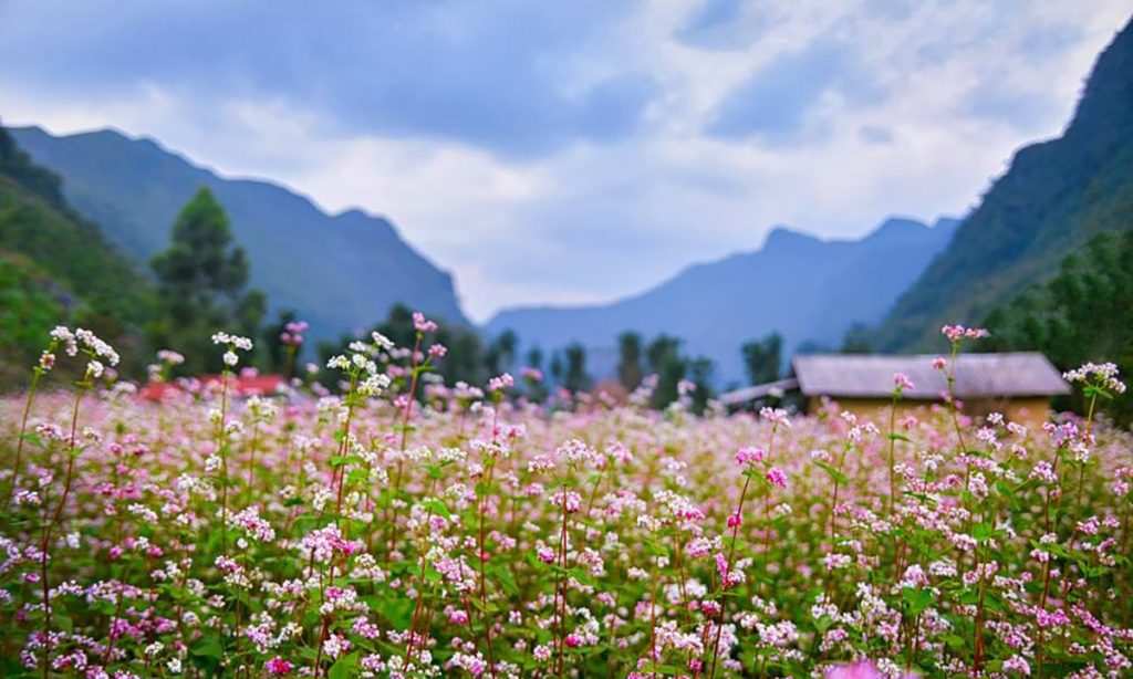 tam giác mạch - Ha Giang