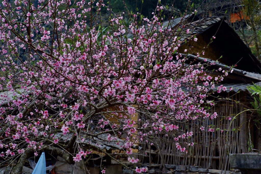 hoa đào bình dị - Ha Giang
