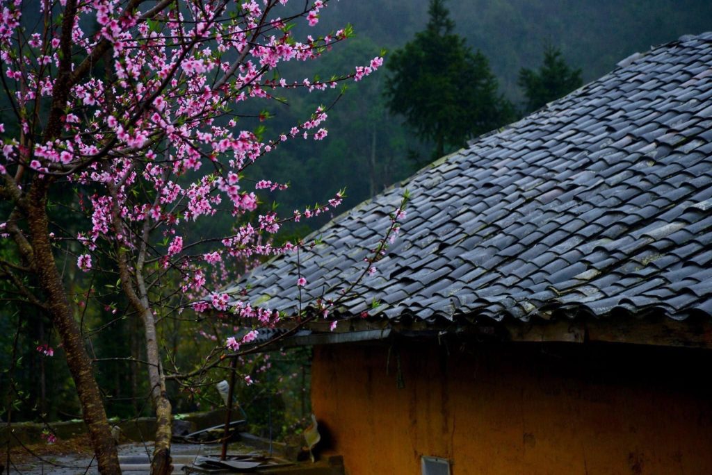 hoa nở ngày mưa - Ha Giang