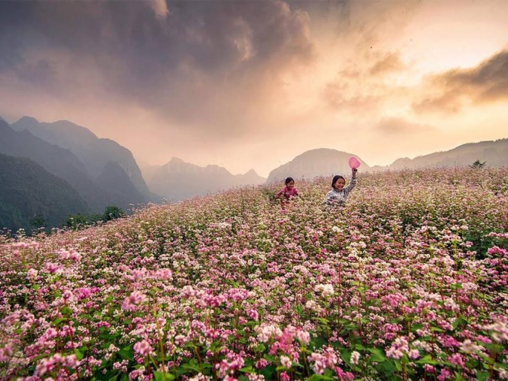 Hoa Tam Giac Mach - ha Giang