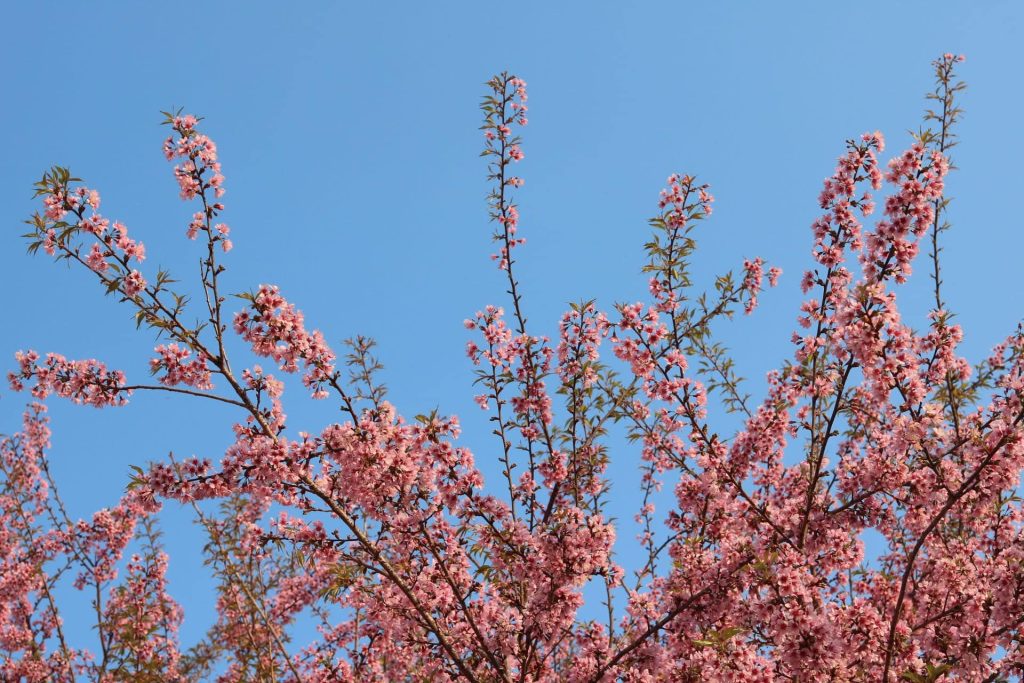 cherry blossom branches - Ha Giang
