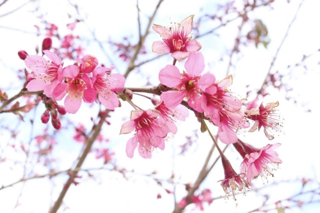 cherry blossom buds - Ha Giang