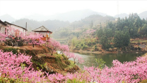hoa anh đào - Haq Giang