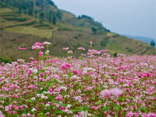 tam giac mach Ha Giang