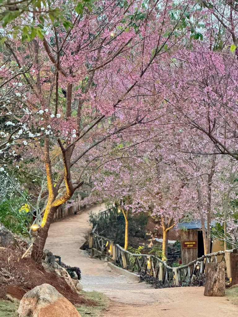 mua hoa no Ha Giang
