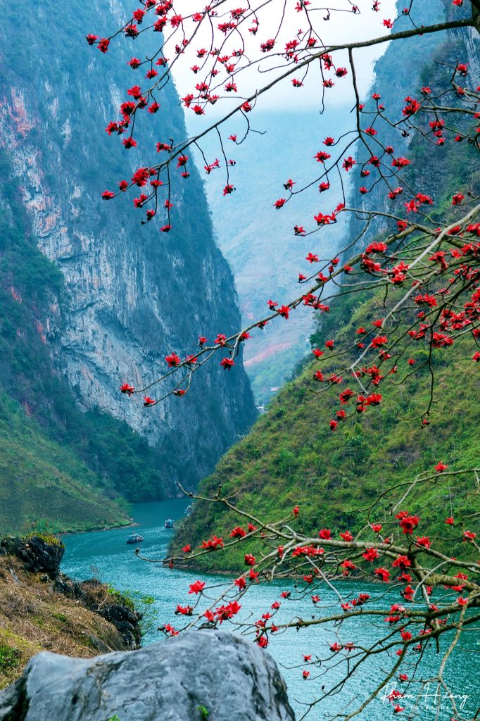 Hoa moc mien Ha Giang