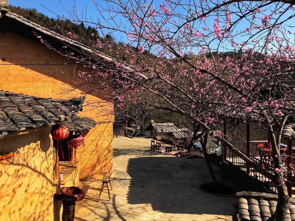 hoa dao Ha Giang
